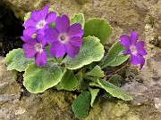 33 Primula Albenensis  (Primula del Monte Alben) nei pressi del Bivacco Plana (1280 m)